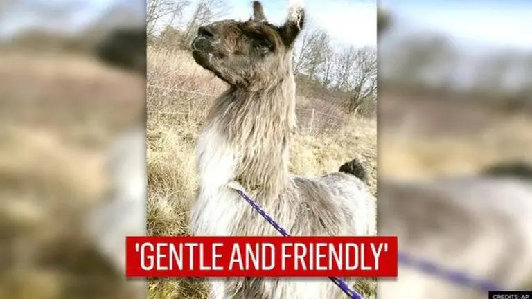 US: Man rescues 'friendly' llama wandering off highway in Massachusetts US