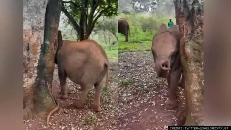 Watch video of elephant playing peekaboo; netizens call it 'too adorable' Elephants viral video