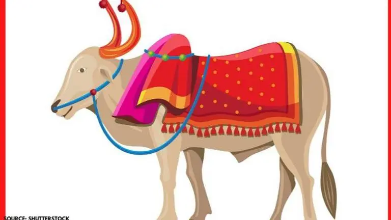 Bail Pola 2020 date, meaning, significance, and celebration: All you need to know bail pola 2020