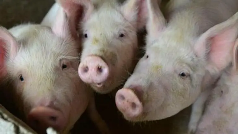 Tripura: Mass execution of pigs ordered by govt as African Swine Fever breaks out in farm tripura