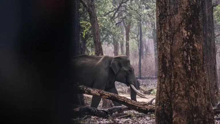 'Arikomban' the rice-eating tusker released into Periyar Tiger Reserve Arikomban Elephant