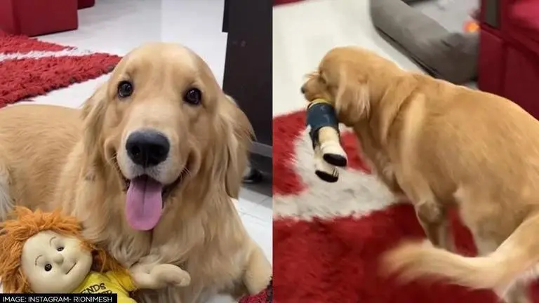 Dog waits patiently until dadi fixes its favorite toy; netizens call it 'adorable' Dog