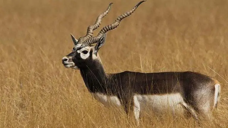 Akbar's tomb to lose its blackbucks Akbar