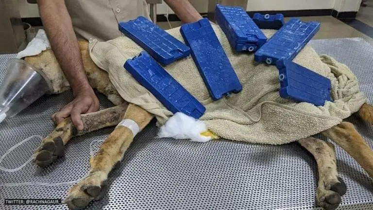 Private Security guards in Gurgaon caught thrashing street dog, attempt to bury it alive Gurgaon