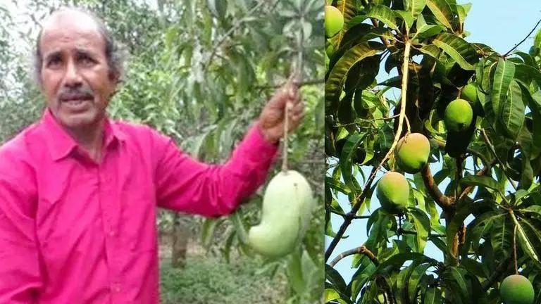 MP brothers grow world's heaviest mango variety 'Amrapuri' weighing 4.5 kg each World's heaviest mango