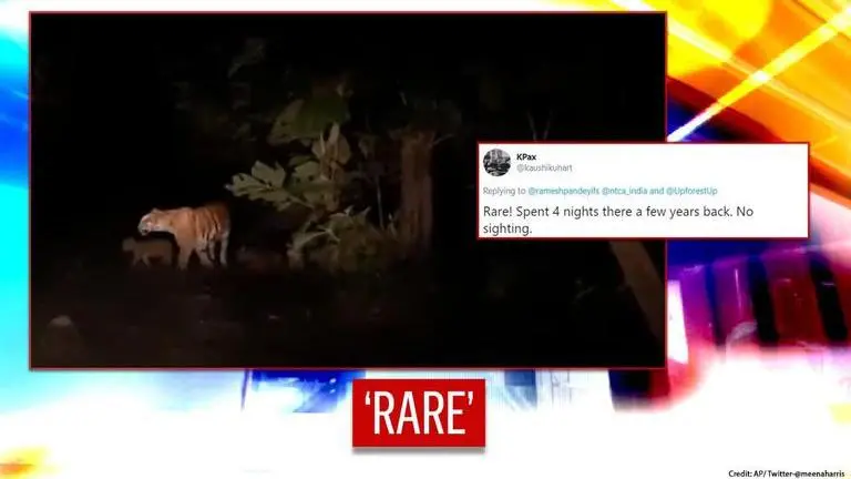 Dudhwa tigress filmed strolling along with teeny cubs | Watch the 'beautiful' video Dudhwa tigress filmed strolling along with teeny cubs| Watch the 'beautiful' video