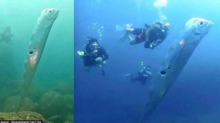 Rare deep sea oarfish found off Taiwan coast signals an imminent earthquake or tsunami oarfish Taiwan
