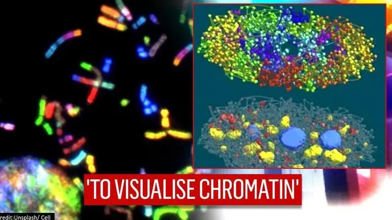 Harvard researchers develop technique to create 3D images of human chromosomes Harvard researchers develop technique to create 3D images of Chromatin