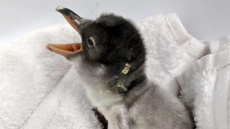 Sydney Aquarium welcomes Gentoo penguin chicks