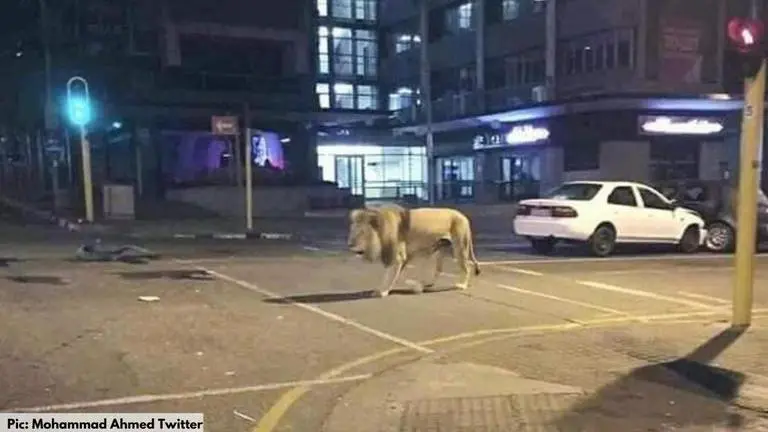 No, Russia did not unleash lions on the street to keep people in lockdown did russia unleash lions on the street