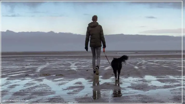 Bengaluru civic body drafts new version of pet dog licensing bylaw, seeks to limit pets Bengaluru