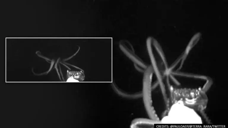 Giant squid hunts prey in first-ever recorded footage from deep sea; watch video (Image Credits: Pauloaep/TERRA_RARA/Twitter)