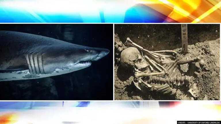 Fossils of oldest ever shark attack victim discovered in Japan, dating back 3,000 years Shark Attack Victim