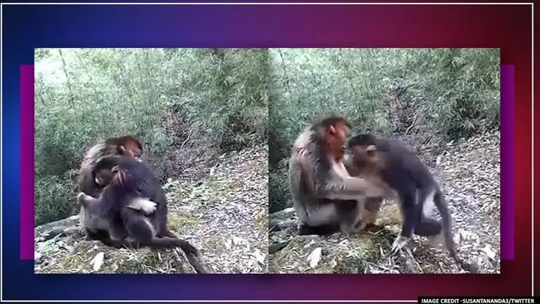 Video of endangered golden monkey couple hugging each other breaks internet video