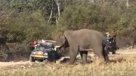 Terrifying Video Of Elephant Attacking A Safari Jeep In Jim Corbett National Park Goes Viral | WATCH Elephant Attacks Tourist Jeep Viral Video