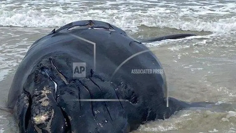 Endangered baby right whale found dead on Florida beach Endangered baby right whale found dead on Florida beach