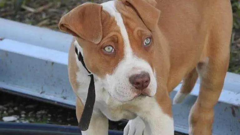 US man arrested after he tried to teach his dog how to drive a car US man arrested after teaching his dog driving, charged with multiple felonies