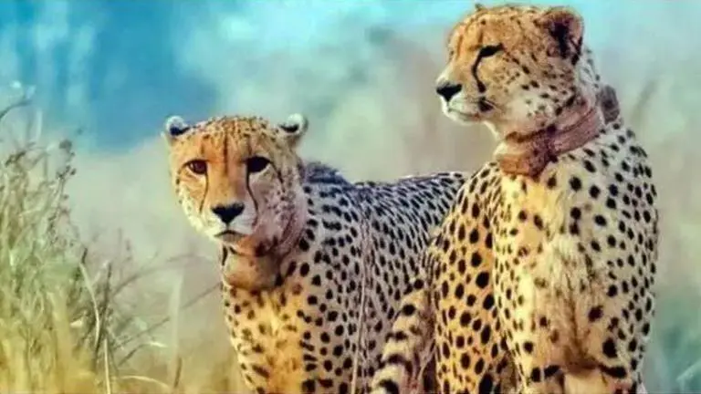 Supreme Court concerned over death of cheetahs at Kuno National Park Cheetah