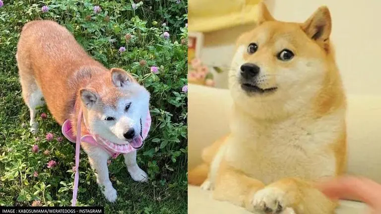 Shiba Inu dog that inspired 'Doge' meme has leukemia and liver disease, says owner Doge meme