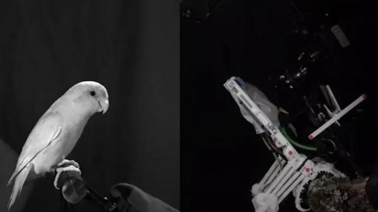 Stanford engineers develop Robot that can grasp tree branches like perching birds Bird