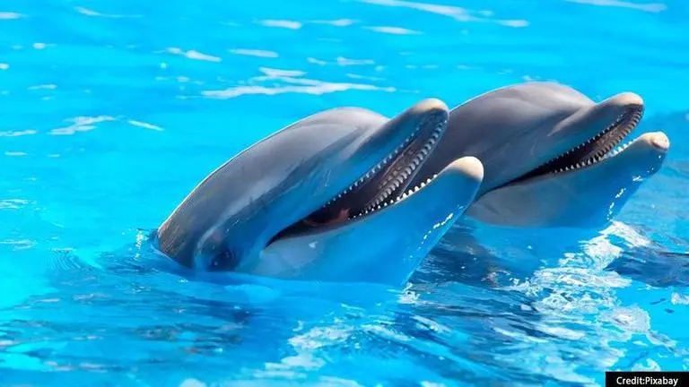 Video: Rare albino baby dolphin spotted in Florida, netizens call it 'beautiful' Florida