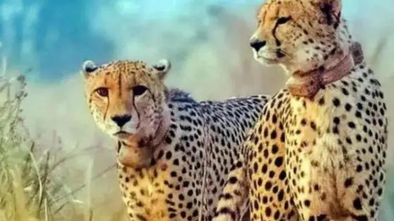 None of the officials including task force members have any cheetah management experience: Centre to SC Cheetah