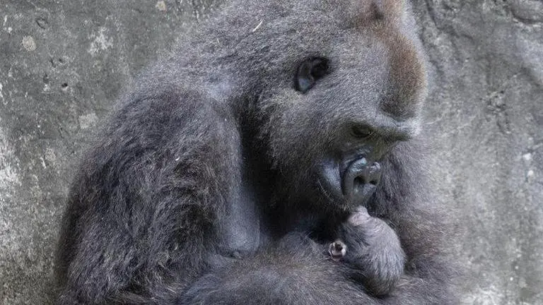 6-day-old endangered gorilla baby dies at New Orleans zoo