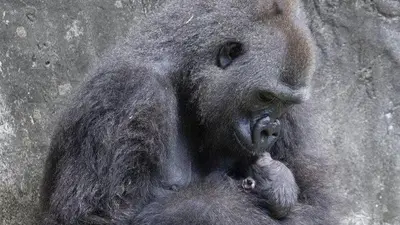 6-day-old endangered gorilla baby dies at New Orleans zoo