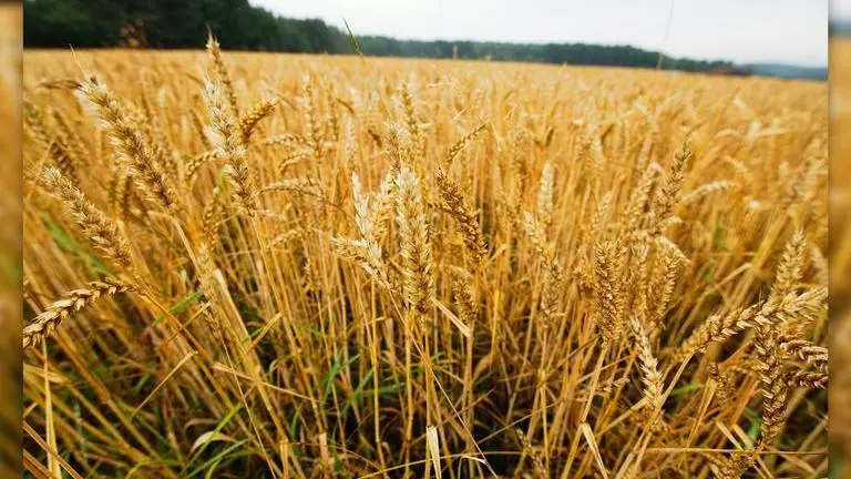 Global food prices decline in June, after rising for over 12months reports UN Global food prices