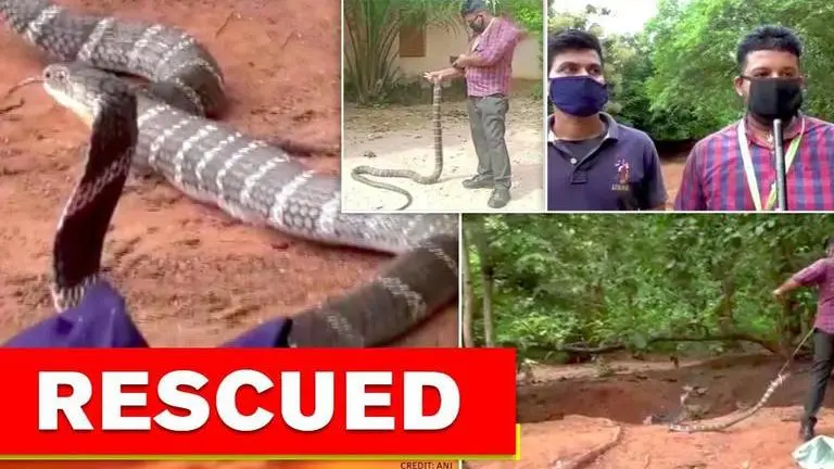King cobra rescued from well in Odisha village, later released in forest cobra