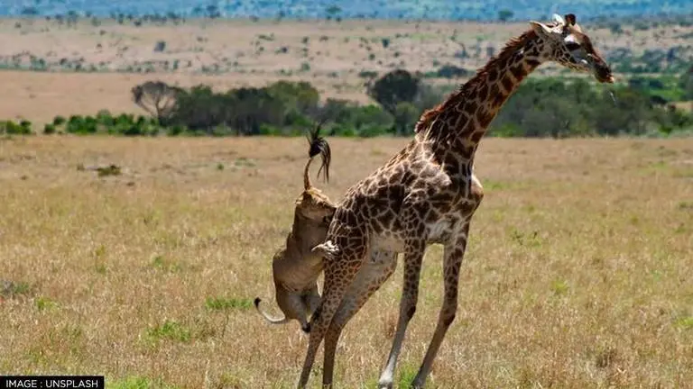 Viral video shows lone giraffe fighting off pride of lions; epic encounter amazes netizens Viral video