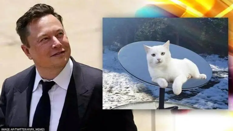 'Purr-fect home': Why are cats cozying up to Elon Musk’s Starlink satellite in winters? Cats