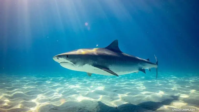 'Superhighway' of sharks and turtles discovered deep in Pacific Ocean off Costa Rica sharks