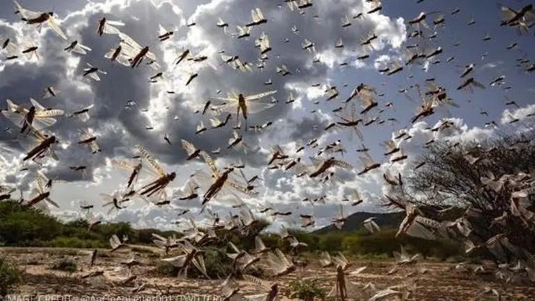 are locusts harmful