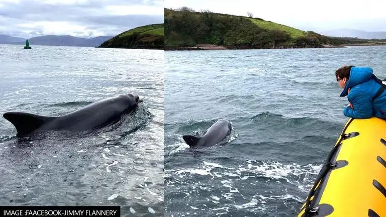 Ireland: Dingle town remembers Fungie, the dolphin who lived there for over three decades Ireland