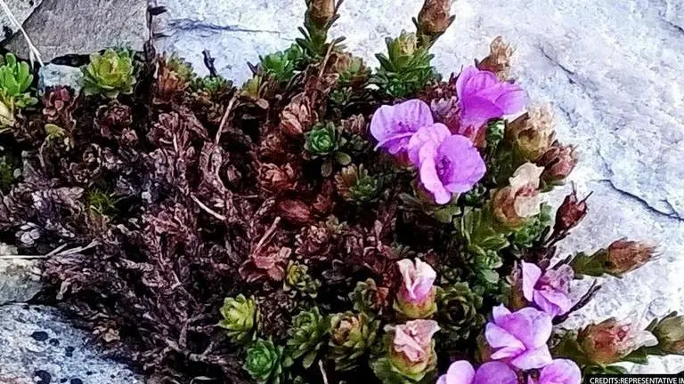 Uttarakhand Forest Dept shares report on plant species conservation; over 1,000 conserved Uttarakhand