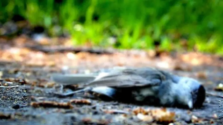 Spain: Hundreds of birds rain down on Ferrol streets, authorities probe mystery death Spain