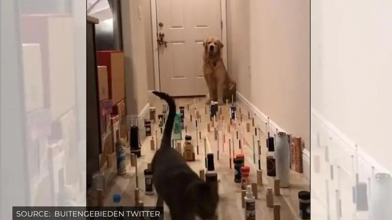 What is dog and cat obstacle challenge that is taking netizens by storm? Answer here what is the dog and cat obstacle challenge