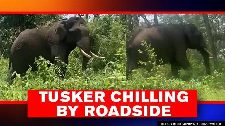 Birds enjoy 'free ride' on elephant's back, video wins hearts | Watch Birds