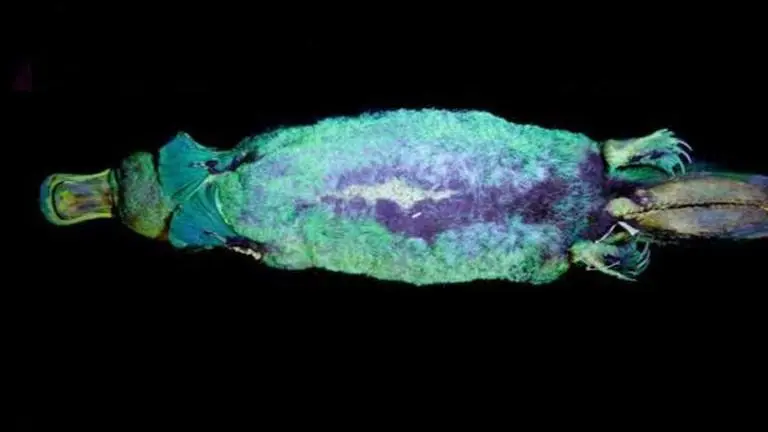 Researchers discover venomous platypuses can glow under UV lights Researchers discover venomous platypuses can glow under UV lights
