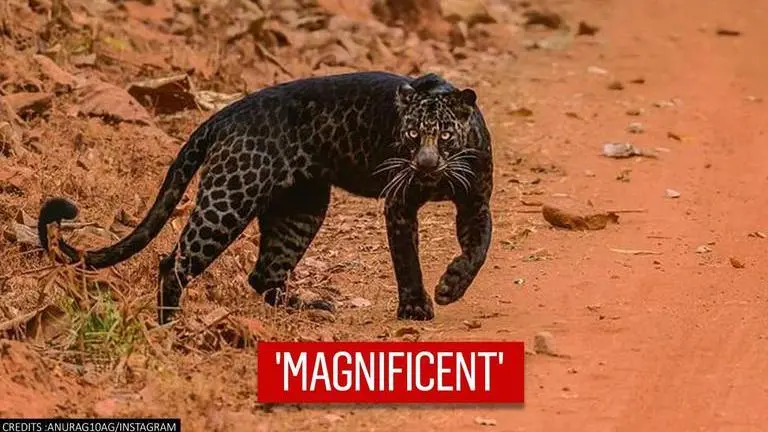 Photographer captures rare black leopard for the second time in Tadoba National Park Rare Black Leopard