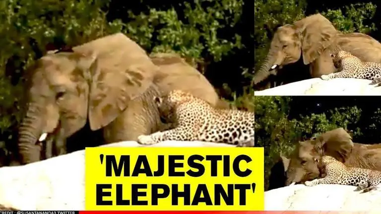 Video of elephant and leopard goes viral leaving netizens completely stunned Video