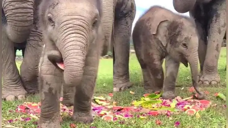 Adorable video of baby elephant eating watermelon slices goes viral; watch here Baby elephant