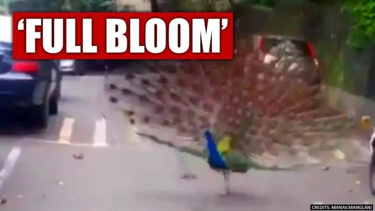 COVID-19 lockdown: Peacocks dance on Mumbai streets. Fantastic pics and video