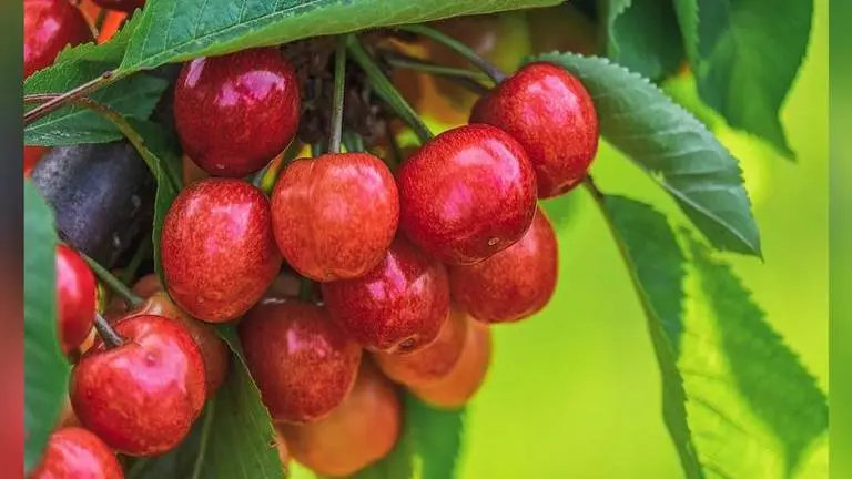 Italian farmers produce world's largest and heaviest cherry, fruit weighs 33 grams Italian