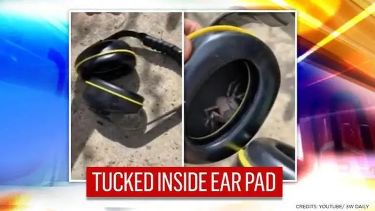 Huntsman spider found crawling inside headset after man felt ticklish, netizens terrified huntsman spider