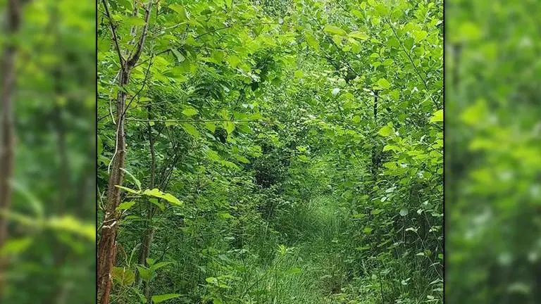 Tiny but dense Miyawaki forests emerge in Europe to combat climate change mini forests