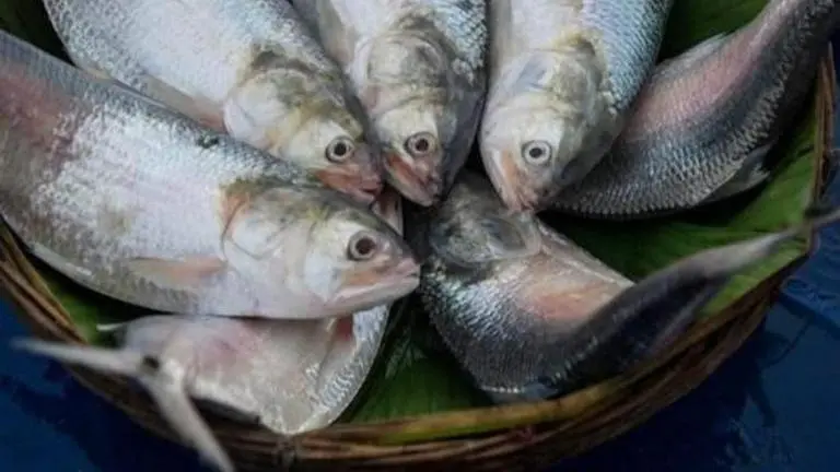 BSF seizes 600 kg Hilsa along Indo-Bangla border in West Bengal BSF seizes 600 kg Hilsa along Indo-Bangla border in West Bengal