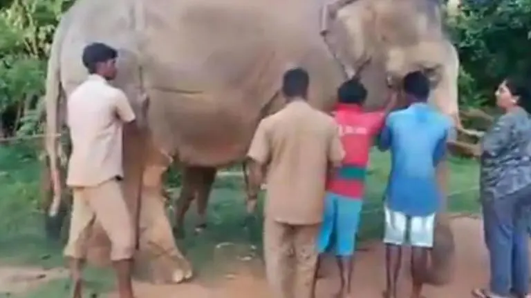 Tamil Nadu: forest officials caught beating elephants disturb netizens Tamil Nadu