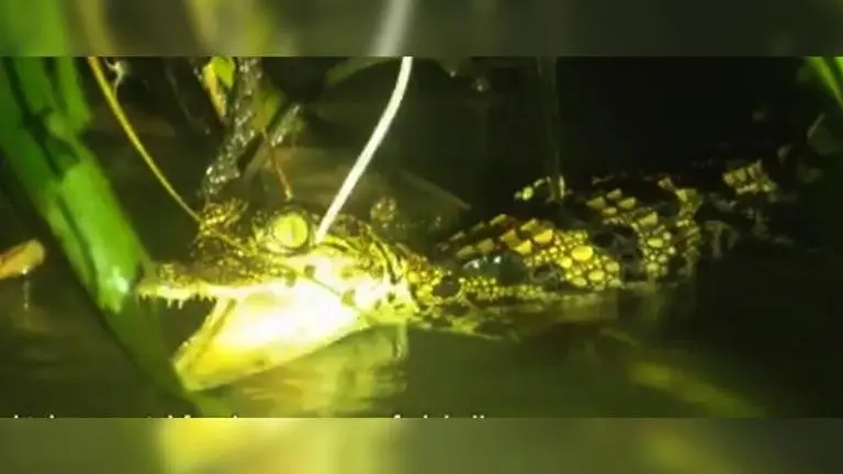 8 hatchlings of critically endangered species of Siamese crocodiles found in Cambodia Cambodia, Siamese crocodiles